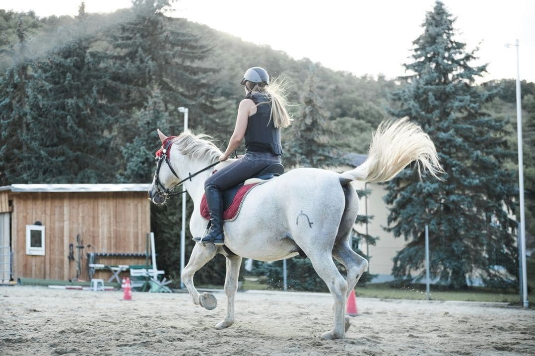Why We Take Care with the Horses