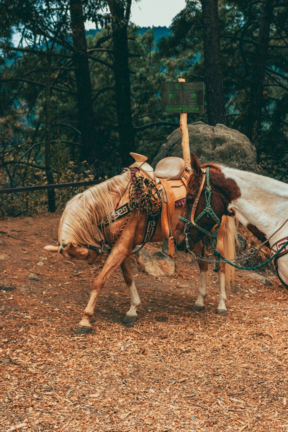 Maple Ridge Trail Rides 6